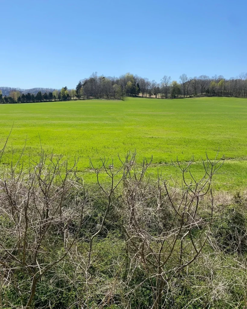 A bright green field under a clear blue sky, with sparse bare bushes in the foreground and a line of trees behind.